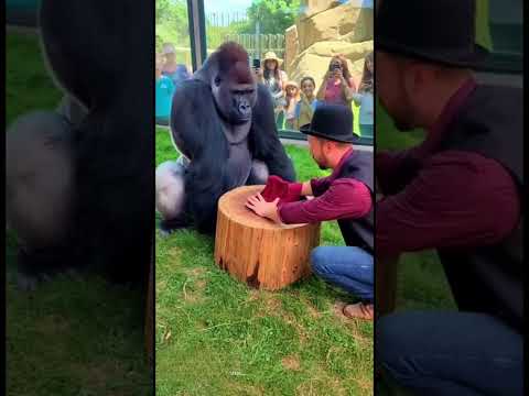 Best Of Gorilla 2025 #shorts