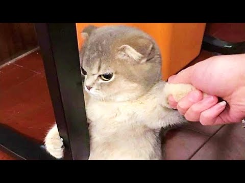 इन जानवरों के नखरे देखकर आपके भी तोते उड़ जायेंगे |Best Funny Animal Moments Caught On Camera Part-41