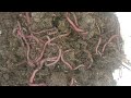 Minhocas: Pesca e Húmus