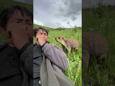 Cute Wild animal bobak marmot or prairie dog eating cookies yummy