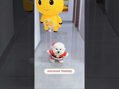 I'm a toddler 🐶😛#dog #dogshorts #pets #puppy #cute #cutedog