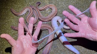 ヌタウナギを触ったらエグい量の◯◯が…