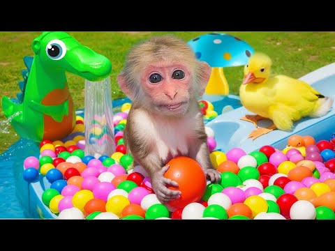 Bin Bon duck Monkey Baby Kittens Puppy Goes Koi Cat And swims Rabbits Animals Eats Egg Muckbang Asmr