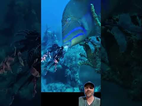 olha só está cangulo rei o peixe porco que foi treinado a comer peixe leão #aquarium #curiosidades