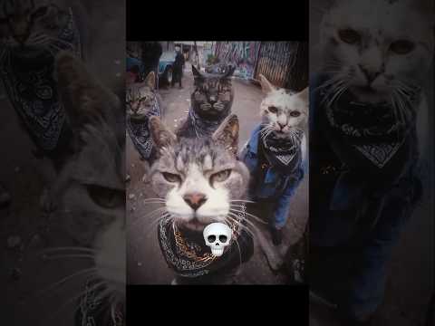 Cats can't have any aura ☠️2