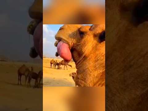 COSAS EXTRAÑAS QUE HACEN LOS ANIMALES 🐫😨 #youtube #youtubeshorts #shorts