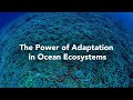 Coral Adaptation and Resilience Assessment