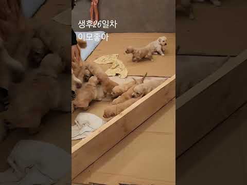 오구.꼬미(쏘주)의 2세 골든리트리버 생후26일차 이번엔 발육이 더 빨라요 5남5녀 성견6마리 지금은16마리 #짱아네가족 #3대가사는집 #개스타하우스 #가정견