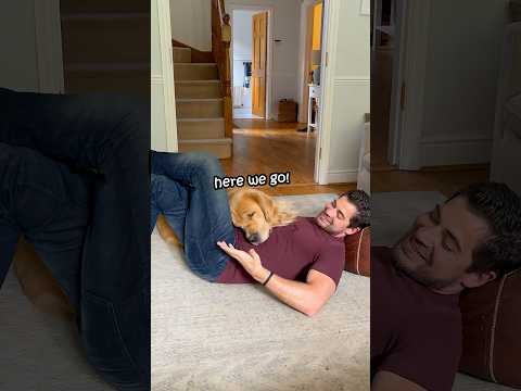 Living with Gary is exhausting!👀😃🤣 #bamboozled #cuddles #goldenretriever #dog