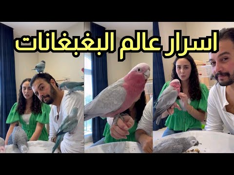 اعادة نشر - بينتف ريشه لو زعلان اسرار البغبغانات مع النجمة الملكة سارة هيثم