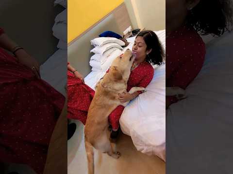 Didi ka piyar Coco ke liye #dog #labrador #shorts #viral #animal #dogs #doglover #pets #trending