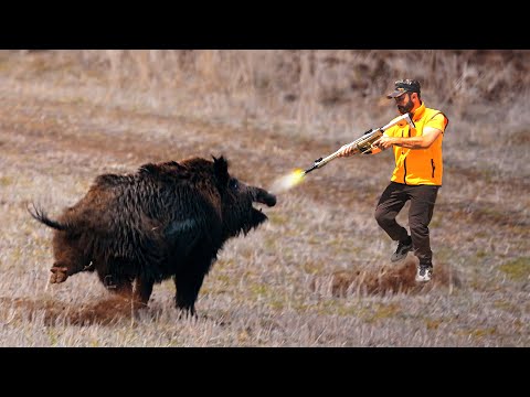 AMERICAN FARMERS are at war with giant wild boars!