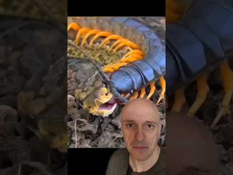 Lacraia x Serpente!!!