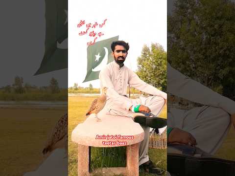 pakistan vs india famous teetar video #teetarawaz #teetarboli#birds #grayfrancolin