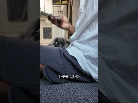 노을이에게 하고 싶은 말 #shorts #강아지