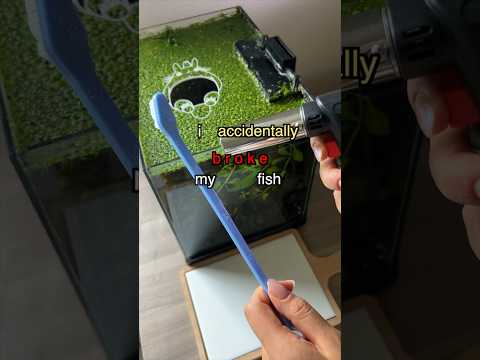 How I Accidentally broke my Fish tank 🪨
