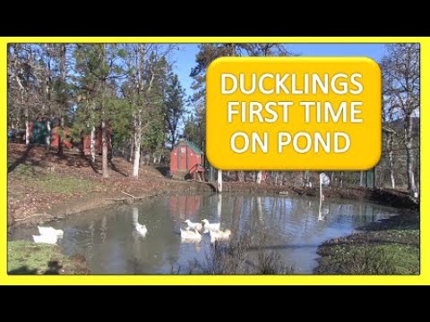 DUCKLINGS FIRST TIME ON POND