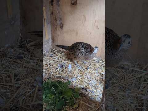 Has Dottie The Pheasant Changed At All? #pheasant