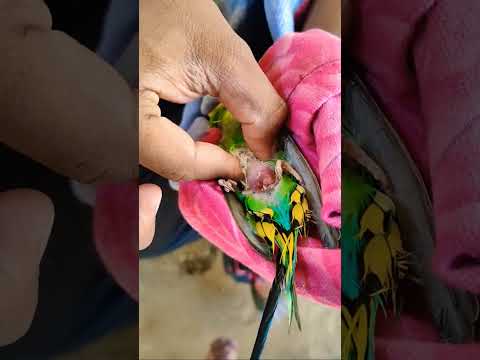Egg🥚bonding remove  @world-of-pigeon. #eggbonding #remove #budgies
