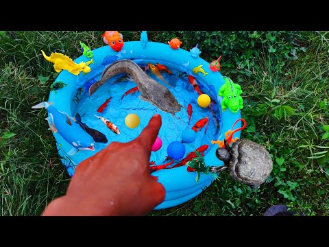 Fishing for ornamental fish in ponds, koi fish, sea fish, real turtles, eels, frogs, ducks