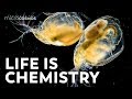 Food Web Dynamics and Organism Roles