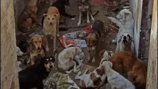 A Crise Silenciosa das Cães em Marrocos, Esf@quear 3 milhões de cães não é solução e holocausto.