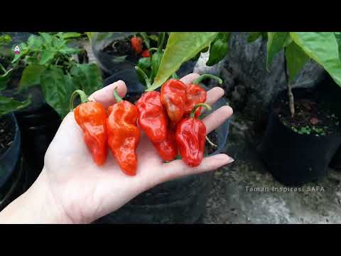 AKIBAT CABE TELAT PANEN TANAM CABE DARI BIJI JADI  BERBUAH LEBAT
