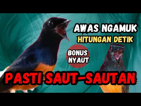 AWAS NGAMUK PARAH | | PANCINGAN MURAI BATU GACOR AMPUH JADIKAN MURAI BATU AGAR NYAUT BUNYI
