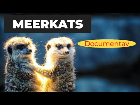 Meerkat: The Desert's Little Survivor