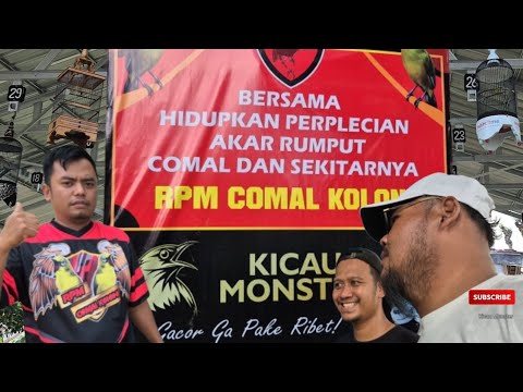 MINI LATPRES RPM COMAL COLONI | Pleci Tetap werrwerrr meski panas hujan Melanda ‼️