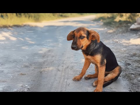 The woman fled, leaving the puppy with 2 broken legs crying for its sister.