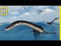 Plesiosaurs and Pliosaurs: Ancient Marine Reptiles