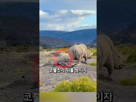 사자가 공격하자 코뿔소의 반응