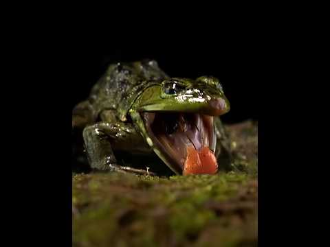 Frog Learns Harsh Lesson About This Bug 😬