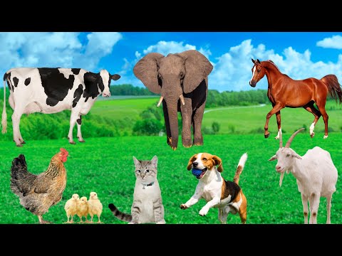 Animal Sounds: Cow, Dog, Chicken, Cat, Horse, Elephant