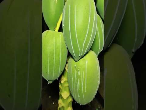 “A whole field of papaya latex waiting to be harvested 🥭✨ #Papaya #Harvest #Satisfying”#knowledge