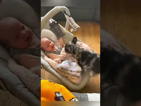 #cat #dog #dogs #cut #cute #love #lovecats #lovedogs #funny #virla #viralvideo #foryou #foryoupage