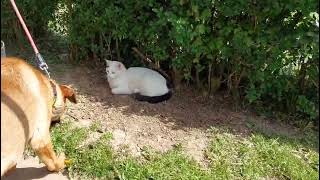 Orka mit Katze