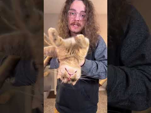 My cat only becomes sentient when I pull out the @delectablescattreats #delectablespartner