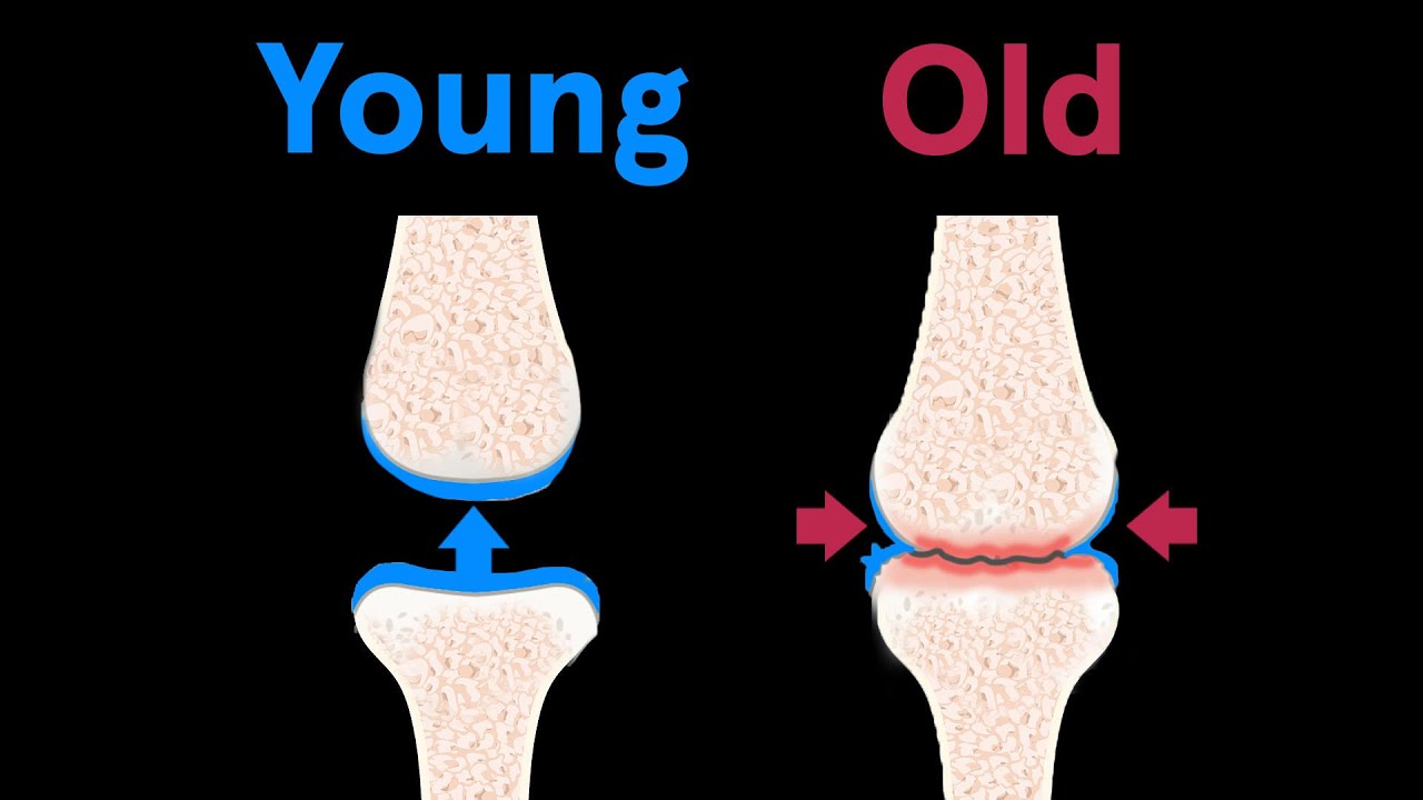 How Every Organ in Your Body Ages From Head to Toe WIRED
