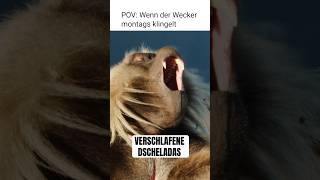😴 Diese Affen machen euch müde! #wildlife #monkey