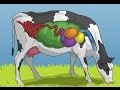 Cow Digestion and Nutrition Concepts