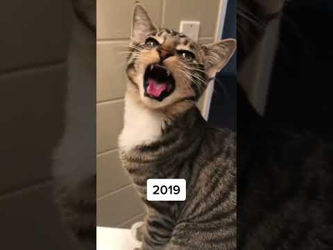 Kitten to adult cat meows transformation!