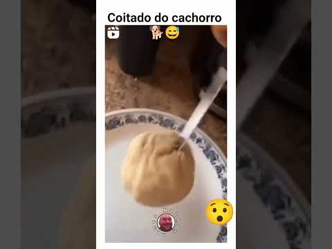 coitado do cachorro #memes 🤣