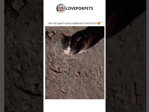 #animaisengraçados