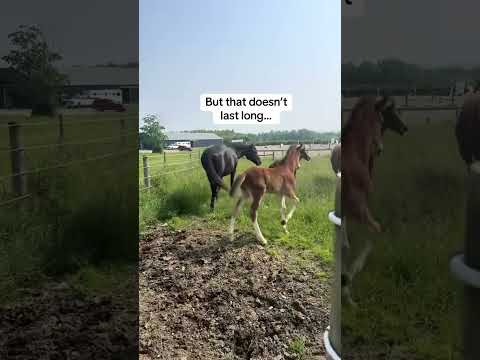 Glad no one overreacted 🙄 #horse #foal #farmlife #babyanimals #babyhorse #cuteanimals