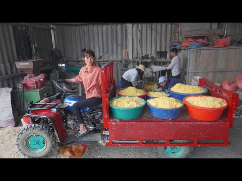 Use 4-wheeled Vehicle Trucks To Harvest young corn and transport it to the mill crushfor pig feed