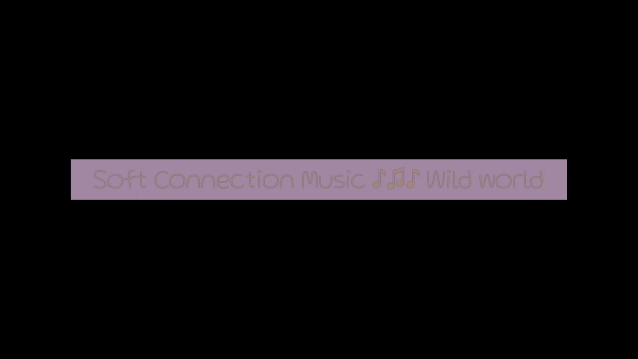 Soft Connection Live Music 