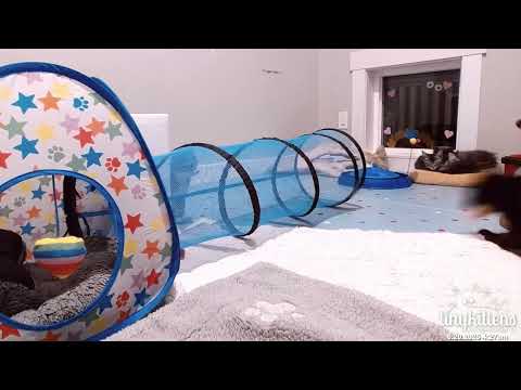 Celestine's pouncy mouse play! June 2025
