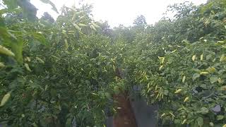 Varietas legend yang berbuah Lebat